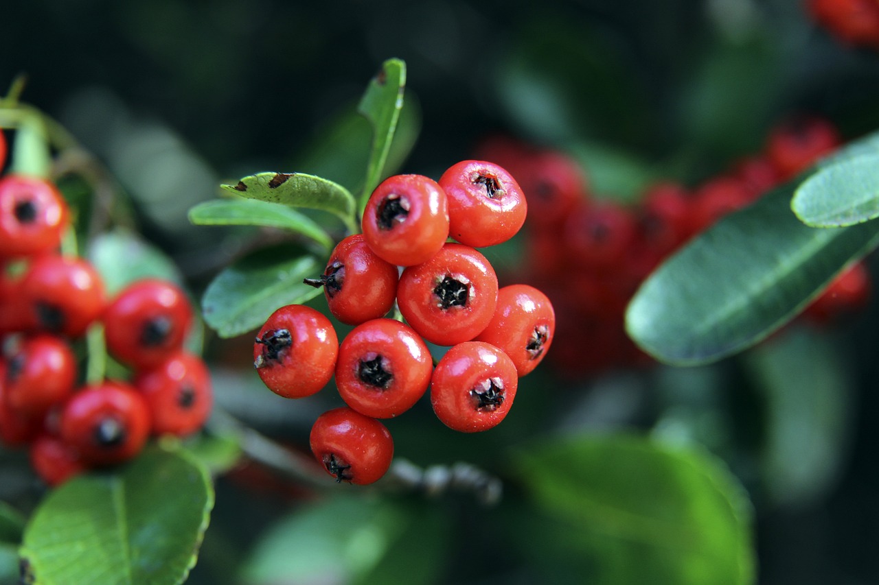 对手的得分 对手的得分